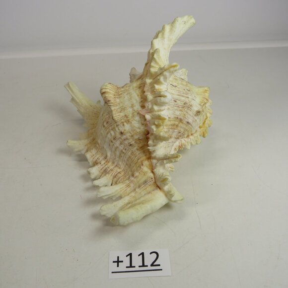 REAL Sea Shell Murex Conch with large fingers 6x5.5x4.5" Great Condition - Picture 3 of 11